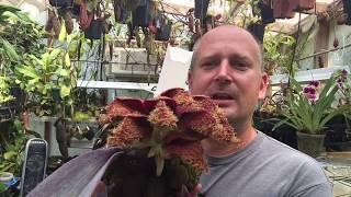 BULBOPHYLLUM PHALAENOPSIS ORCHID CARE: TIPS TO BLOOM, CARE AND CULTURE