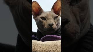 TOP 5 MOST INTELLIGENT CAT BREEDS #shorts