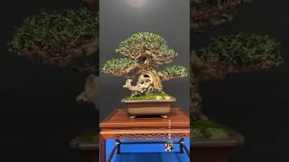 Olea Europaea displayed Trophy Bonsai Show 2024  #bonsai #bonsaitree #bonsaishow #bonsaipot #tree