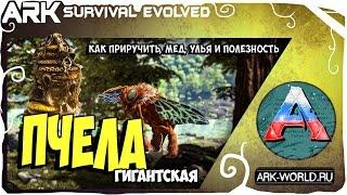 Гигантская ПЧЕЛА ARK Survival Evolved! Полный обзор! Приручаем Пчел для улья!