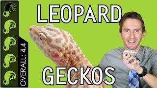 Leopard Gecko, The Best Pet Reptile?