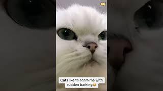 #cat #dog #pets #funny #funnyvideos #foryou #music