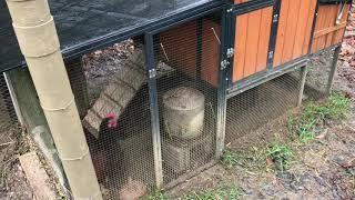 SENTINEL CHICKEN COOP FROM TRACTOR SUPPLY-Watch before buying!