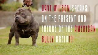 THE AMERICAN BULLY ALL YOU NEED TO KNOW DAVE WILSON