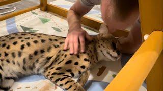 Serval and Cats Reunion