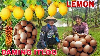 Pinaka marami naming napulot ng itlog ng Manok...Pagharvest ng Lemon...