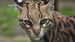 Rare ocelot sighting stuns researchers in Arizona