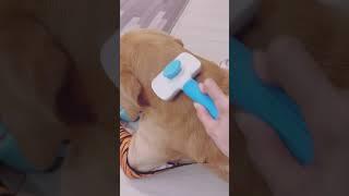 All time favorite Pet Grooming Brush, I get it with 10 RM only! Get yours now ~ Link in comment!