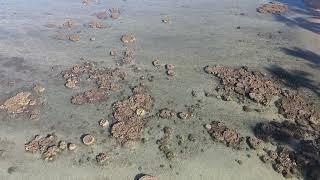 MIND BLOWING LOW TIDE! Baby Beach Lahaina, Maui