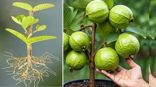 Propagate Guava Tree Cuttings // Guava Tree Cutting// Guava plant growing