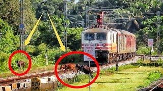 Dangerous Kochuveli - Mumbai LTT Superfast express almost hit 3 cows | Konkan railways