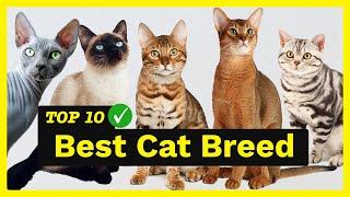 Best Cat Breeds for First Time Owners (Top 10 Cat Breeds) 