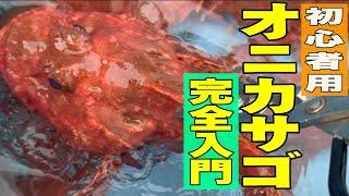 【解説・京都丹後半島版】鬼カサゴは簡単に釣れる！鬼カサゴ　オコゼ　ガシラ　丹後半島2024 11 17裕凪丸オコゼ