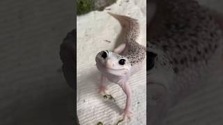 The Most Beautiful Gecko in the World - Enzo!