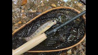 Most Challenging Blue Line Fishing We Have Ever Done: Spooky Fish, Tiny Water and Yellow Jackets