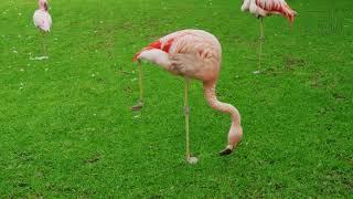 Flamingo Video | A flamingo’s feathers don’t turn pink until it reaches 2 or 3 years old