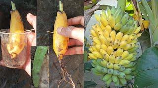 Propagate banana tree at home,,  growing banana tree from banana with alovera for beginners