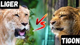 Liger vs Tigon: Who is the Strongest Hybrid?