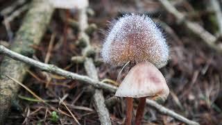 Mycena crocata