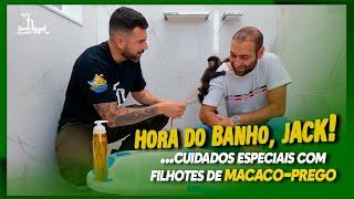 CUIDADOS ESPECIAS COM FILHOTES DE MACACO-PREGO | BANHO E FRALDA - com MACACO JACK!