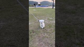 견생 첫 미용을 맡겼더니 ,, 다른 강아지가 왔다️‍ #강아지쇼츠 #강아지일상 #강아지브이로그 #puppy #cutedog #반려견 #멍스타그램 #shorts