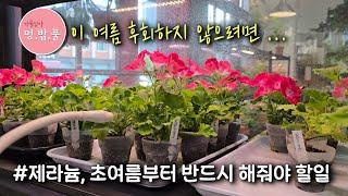 제라늄, 6월 반드시 해야할일!!! 세균성점무늬병 예방살균 #여름살균 #무름병에방 #제라늄달력6월