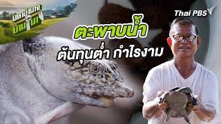 ตะพาบน้ำ ต้นทุนต่ำ กำไรงาม | มหาอำนาจบ้านนา