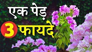 एक पेड़ और 3 फायदे || 1 Plant 3 Benefits !!