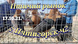 Голуби цены Птичий рынок г Пятигорск-ч2 Pigeons prices Bird market Pyatigorsk-ch2