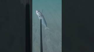 Spearfishing Bluefish In South Florida