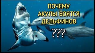 ПОЧЕМУ АКУЛЫ БОЯТСЯ ДЕЛЬФИНОВ???