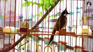 Luyện Giọng Chào Mào SÔNG KÔN ÂM DÀI.Tiếng Kích Chào Mào Bổi Hót. Thúc Chào Mào Hót Đấu