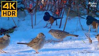 Cat TV for Cats to Watch  Cute birds at winter wonderland  Chatty squirrels  8 Hours(4K HDR)