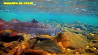 ЛОВЛЯ ХАРИУСА И ТАЙМЕНЯ НА ГОРНОЙ РЕКЕ Осень/съемка под водой. Рыбалка на Урале/FISHING ON the Ural