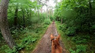 Ausreiten alleine im Wald mit meinem Pferd Campino (das erste mal ohne Pferdebegleitung)