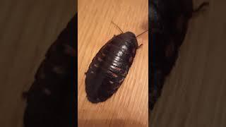 Как шипит самка мадагаскарского таракана./ How a female Madagascar cockroach hisses.