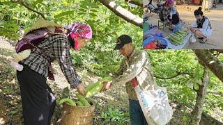 Single mother looking for work and met kind garden owner. Harvesting giant squash.  Ly Vy Ca