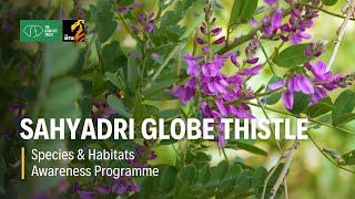 Sahyadri Globe Thistle - Species and Habitats Awareness Programme | The Habitats Trust Films