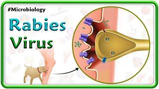 Rabies Virus Animation : Pathogenesis, Clinical manifestations, Diagnosis & Treatment | USMLE Step 1