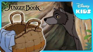  Mowgli Joins the Wolf Pack! | Jungle Book | Disney Kids