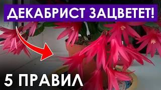 Как заставить цвести декабрист прямо СЕЙЧАС? / Правила цветения и ухода за декабристом!