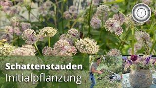 Schattenstauden - Initialbepflanzung