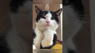 Funny animals 2023 - Funniest Cats and Dogs Video344 #shorts