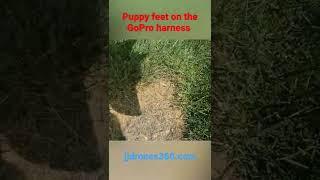 Trying out the GoPro Harness on Lorr. Mrs JJDrones loves puppy feet