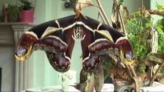 Rearing the Edwards Atlas Moth