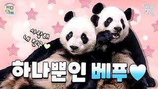Planted Aibao, but got Ruibao instead..｜#PandaAndSong #201