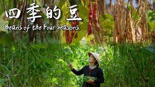 In Yunnan, “String Beans” mean beans harvested all year round.【滇西小哥】