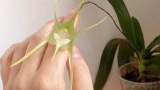 Aeranthes grandiflora - time lapse, odor description, care