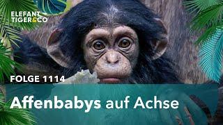 Die prächtigen Affen-Babys des Zoo Leipzig (Folge 1114) | Elefant, Tiger & Co. | MDR