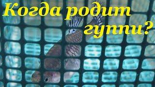 Гуппи размножение Признаки что гуппи скоро родит Мальки гуппи Когда родит гуппи